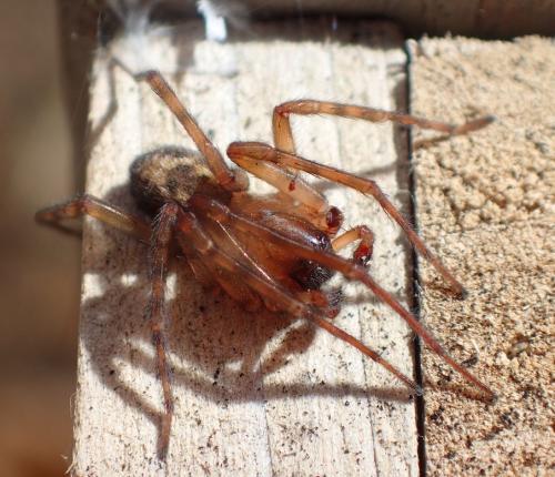 Amaurobius similis